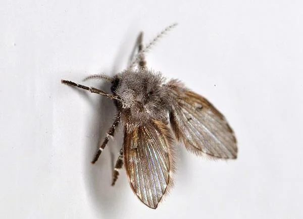 ذباب الصرف الصحي