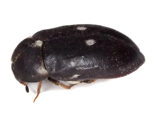 خنافس السجاد