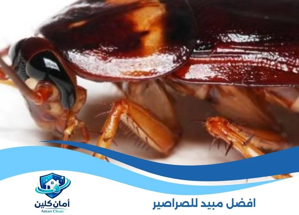 افضل مبيد للصراصير