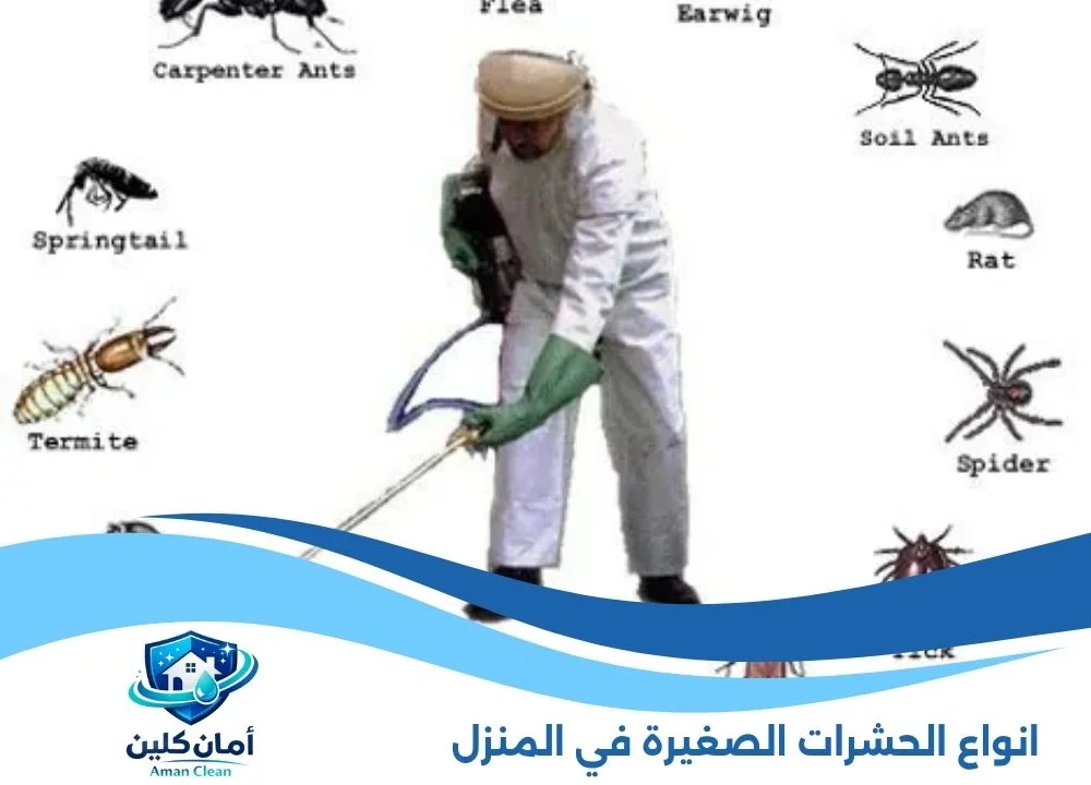 انواع الحشرات الصغيرة في المنزل
